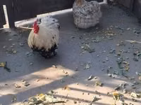 पेकिन बैंटम — फ़ोटो 5