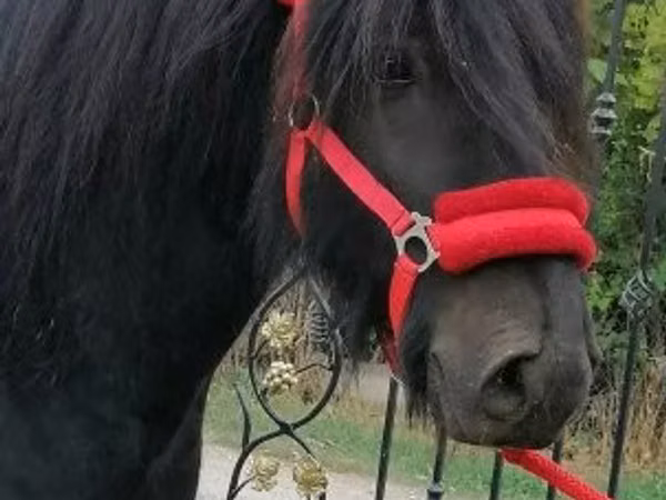 Caballo, Fell pony