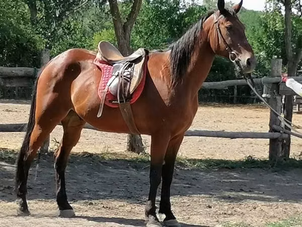 Caballo, Caballos