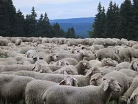 Brebis, Moutons — photo 5