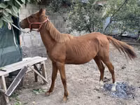 Horse (M), Chilean horse — photo 1