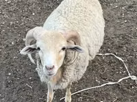Carnero, Merino sheep — foto 1