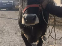 بقرة, Swiss cattle — الصورة 7