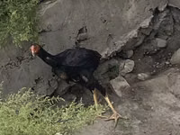 इंडियन गेम — फ़ोटो 2