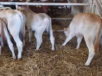 सांड, Simmental cattle — फ़ोटो 2