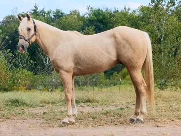 Cheval, Quarter Horse