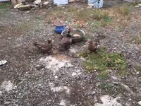 Ducks — photo 2