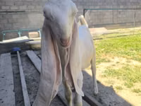 تيس, Gulabi goats — الصورة 4