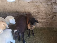 نعجة, Tian-Shan semifinewool sheep — الصورة 2