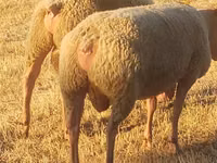 Carnero, Rouge de l’Ouest sheep — foto 3