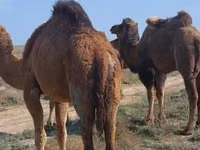 ऊँटनी, Nar-Maya camel — फ़ोटो 2