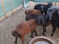 公羊, Arabi sheep — 照片 5
