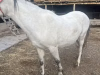 Stute, Tersk horse — Foto 6