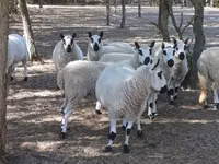Widder, Cerry Hill sheep — Foto 1