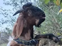 बकरा, Nubian Goat — फ़ोटो 3