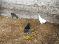 Bantam — Foto 2