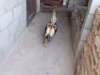 मेलीन — फ़ोटो 6