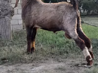 Billy Goat, Nubian Goat — photo 3