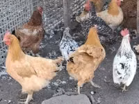 Poule danoise — photo 2