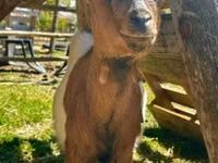 عنزة, Nigerian dwarf goats — الصورة 3