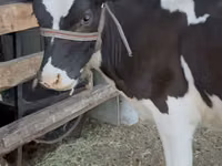 Kuh, Holstein-Rasse — Foto 1
