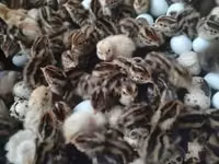 Quails — foto 1