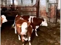 Kuh, Simmental cattle — Foto 3