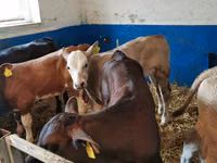 公牛, Simmental cattle — 照片 7