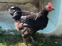 ऑस्ट्रेलॉर्प — फ़ोटो 3