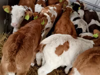 Bovins (lot, sexe non indiqué), Simmental cattle — photo 2