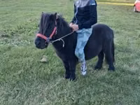 Mare, Horses — photo 5