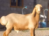Bélier, Arashan sheep — photo 2