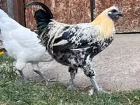 गा नोई — फ़ोटो 1