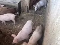 सूअर (लॉट, लिंग निर्दिष्ट नहीं) — फ़ोटो 1