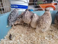 Quails — फ़ोटो 3
