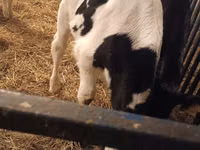 Bull, Russian Black pied cattle — photo 2