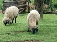 母羊, Hampshire sheep — 照片 6