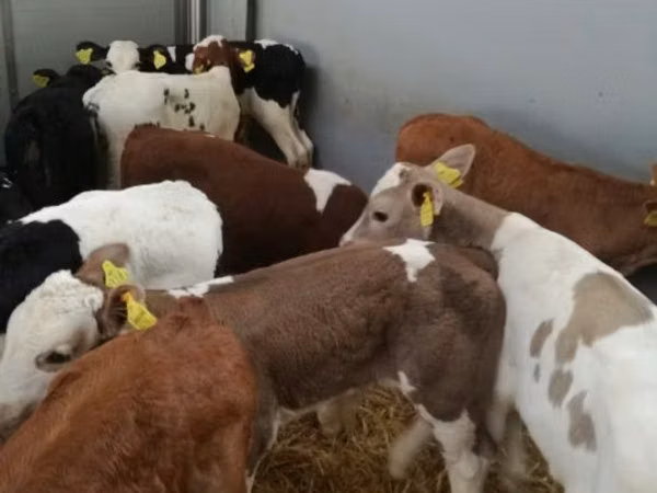 Rinder (Partie, Geschlecht nicht angegeben), Simmental cattle