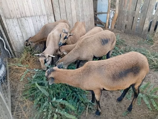 Schaf, Cameroon sheep