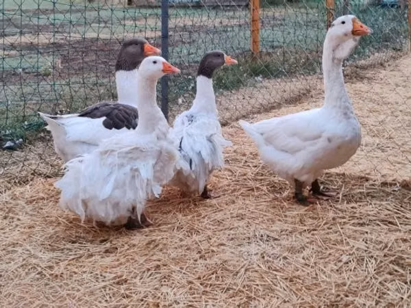 Geese