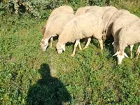 نعجة, Karabakh sheep — الصورة 4