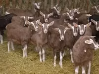 Ziege, Toggenburg goat — Foto 2
