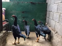 शामो चिकन्स — फ़ोटो 1