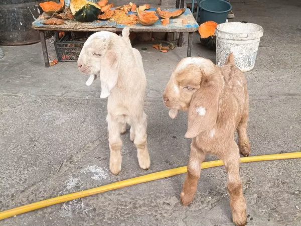 Goats (batch, sex not specified), Beetal goats