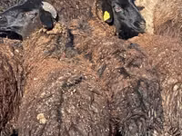 أغنام (دفعة، الجنس غير محدد), Karachay sheep — الصورة 1