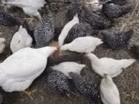 Chickens — photo 2