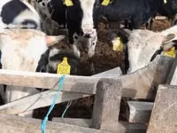 公牛, Russian Black pied cattle — 照片 4