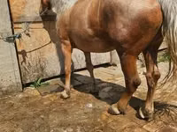 Yegua, Caballos — foto 7