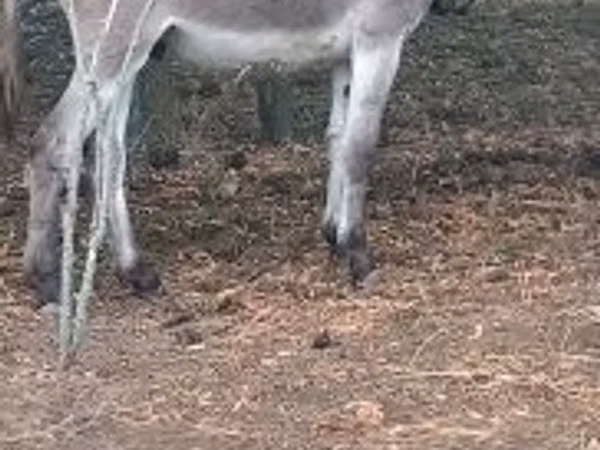 Horse (M), Horses