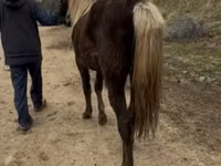 Yegua, Rocky Mountain Horse — foto 5